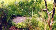 Tony Grove Convalescent Camp Picture 13